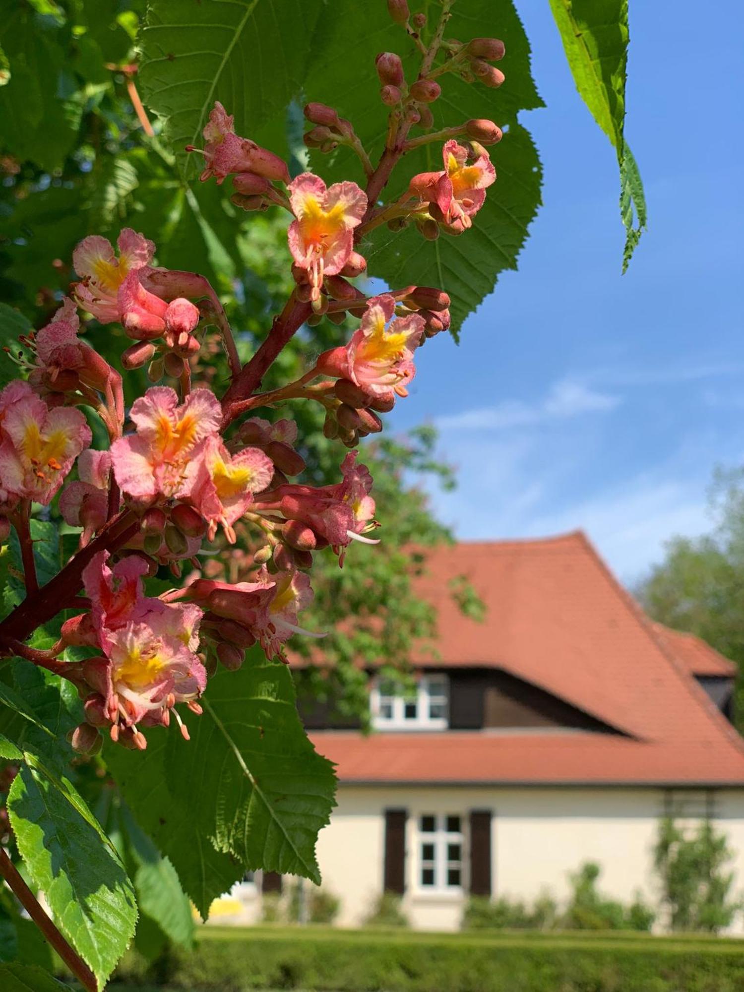 Landhaus Saaleck Наумбург Экстерьер фото